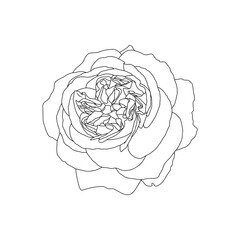 Linear drawing of rose flower isolated on white background. Hand drawn sketch, vector illustration, decorative element for tattoo, greeting card, wedding invitation, coloring book