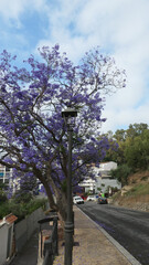 Blue flowers on Jacaranda tree in Andalusian village