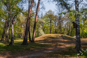 Fototapeta premium path in the forest