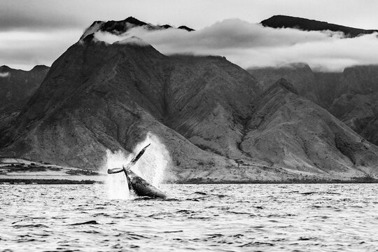 Black & White, Tail lob, Humpback Whale (Megaptera novaeangliae) lifts its fluke and splashes water, Maui, Hawaii
