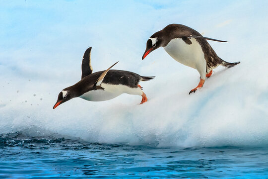 Gentoo Penguins (Pygoscelis papua), jump from iceberg, Cuverville Island, Antarctica