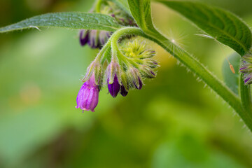 A closeup image of small wild flowers