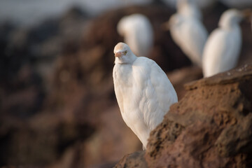 white crane(egret) bird standing quite on brown rock