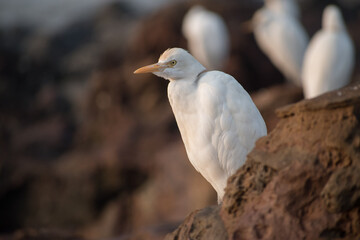 white crane(egret) bird standing