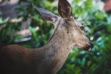 Deer closeup