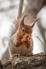 The squirrel with nut sits on a branches in the spring or summer.