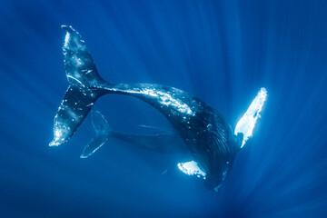 Underrwater Photo, Swimming Humpback Whale (Megaptera novaeangliae) makes a close approach, Maui, Hawaii