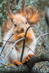 The squirrel with nut sits on a branches in the spring or summer.