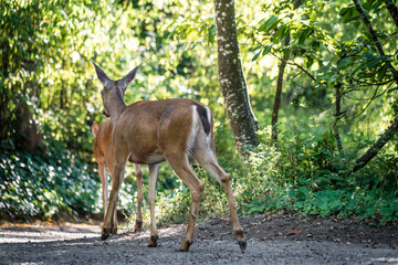 Two deer walk away