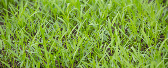 Green farm, outdoor, plantations. Growing organic vegetables. Eco-friendly products. Agriculture and farming. Plantation cultivation. Selective focus.