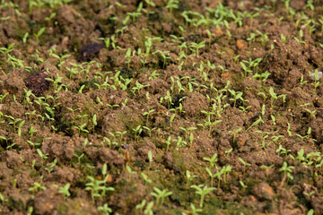 Green farm, outdoor, plantations. Growing organic vegetables. Eco-friendly products. Agriculture and farming. Plantation cultivation