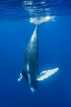 Underwater Photo, Humpback Whale (Megaptera novaeangliae) diving deep, Maui, Hawaii
