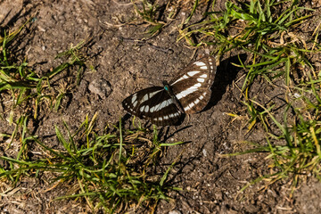 butterfly on the ground