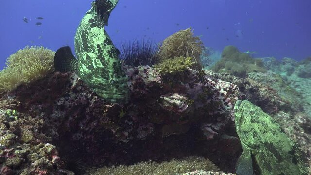 This is the 6th part of a 5 minute video of fighting Brown-spotted Groupers (Epinephelus coioides). For almost the entire minute, the groupers stand facing each other and do not move. 
