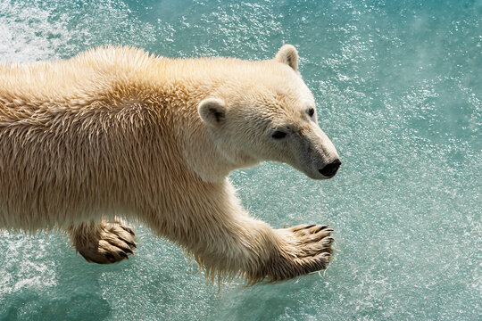 Polar bear walking on pack ice, Horsund Fjord, Svalbard, Norway