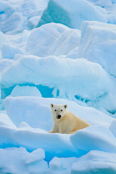 Polar Bears (Ursus maritimus) on multi-year pack ice, Hinlopen Strait, Svalbard, Norway