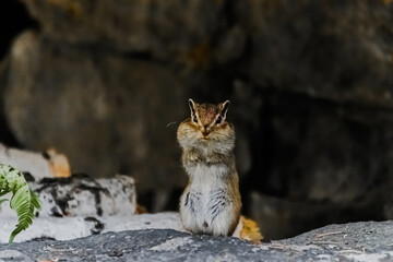 cat on the rocks