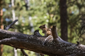 squirrel in the forest