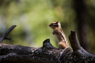 lizard on the tree