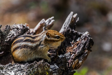 squirrel in the forest