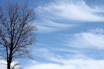 blue cloudy sky and bare tree