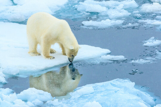Reflection, Polar Bear (Ursus maritimus) on the pack ice, Arctic Ocean, Hinlopen Strait, Svalbard, Norway