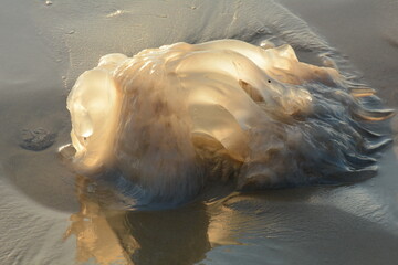 Rhopilema nomadica jellyfish at the Mediterranean seacoast.  Vermicular filaments with venomous stinging cells  can cause painful injuries to people.