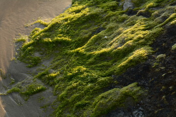 Green algae covered boulder at sea coast beach. Sea algae or Green moss stuck on stone. Rocks covered with green seaweed in sea water.