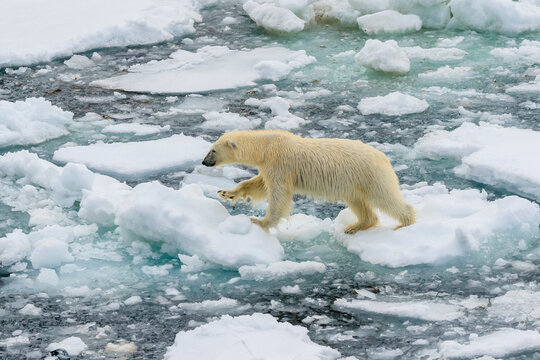 Polar bear (Ursus maritimus) walking across ice floes, Svalbard, Norway