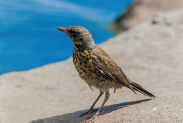 bird on the beach