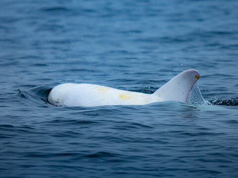 Rare sighting in Monterey Bay, "Casper," white or lucistic Risso Dolphin (Grampus griseus), Monterey Bay National Marine Reserve, Pacific Ocean, California