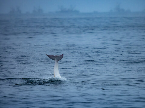 Rare sighting in Monterey Bay, "Casper," white or lucistic Risso Dolphin (Grampus griseus), Monterey Bay National Marine Reserve, Pacific Ocean, California