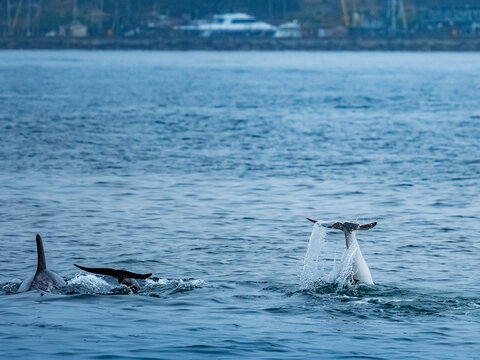 Rare sighting in Monterey Bay, "Casper," white or lucistic Risso Dolphin (Grampus griseus), Monterey Bay National Marine Reserve, Pacific Ocean, California