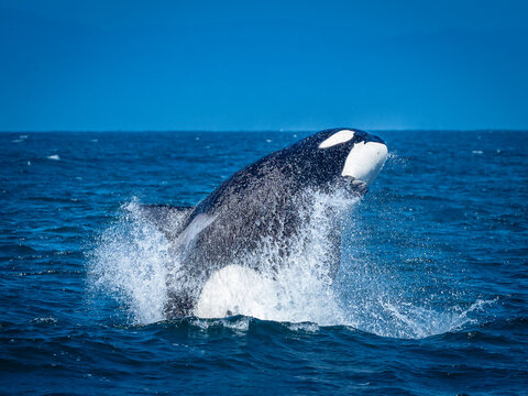 Sequence, Transiant Killer Whale (Orca orcinus) breaching in Monterey Bay, Monterey Bay National Marine Refuge, California