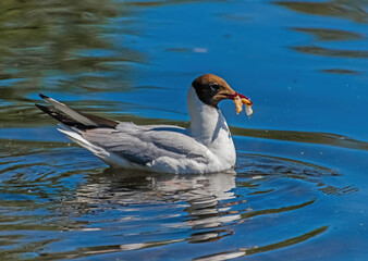 Obraz premium country goose swimming