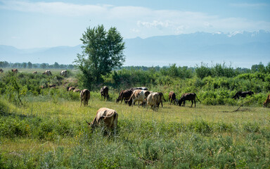 Obraz premium herd of cows