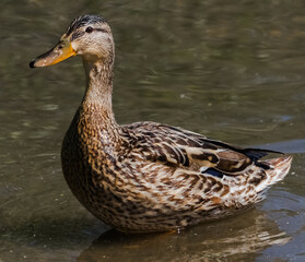 duck