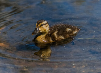 duck and ducklings