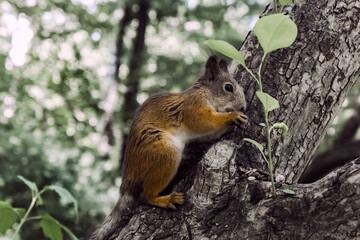 squirrel in the forest