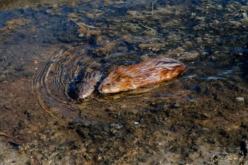 crocodile in the water