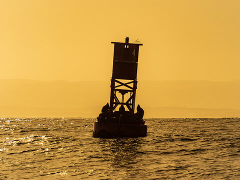 California Sea Lions (Zalophus californianus) pose on navigation bouy in Montrey Bay, California