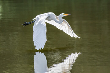 The eastern great egret, a white heron in the genus Ardea, is usually considered a subspecies of...