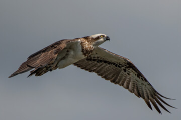 Eastern Osprey in flight with wings fully spread