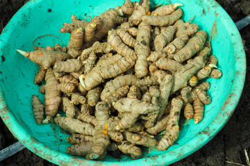 Raw turmeric roots at agriculture field