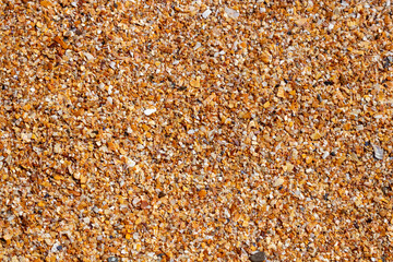 Wet sand from shells on the seashore. Background of small fragments of shells. Top view