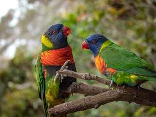beautiful parrot on the tree branch