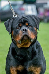 Rottweiler dog closeup portrait 