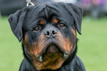 Rottweiler dog close up portrait
