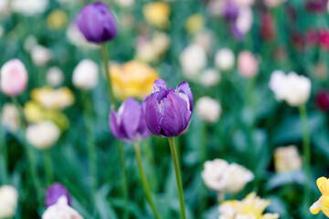 Bright flowers of tulips on a tulip field on a sunny morning