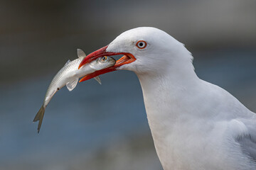 Seagull catches small fisf on the banks of a local river with prey caught in its beak